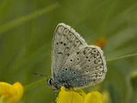 Polyommatus hispana 5, Provencaals bleek blauwtje, male, Saxifraga-Jan van der Straaten