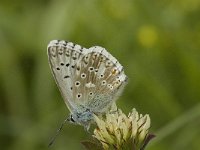 Polyommatus hispana 9, Provencaals bleek blauwtje, male, Saxifraga-Jan van der Straaten