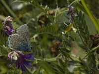 Polyommatus icarus 100, Icarusblauwtje, Saxifraga-Marijke Verhagen