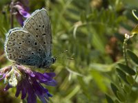 Polyommatus icarus 102, Icarusblauwtje, Saxifraga-Marijke Verhagen