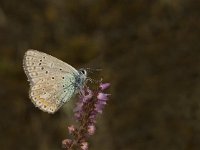 Polyommatus icarus 105, Icarusblauwtje, male, Saxifraga-Jan van der Straaten