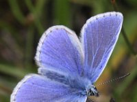 Polyommatus icarus 106, Icarusblauwtje, Saxifraga-Peter Meininger