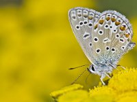 Polyommatus icarus 108, Icarusblauwtje, Saxifraga-Rik Kruit