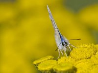 Polyommatus icarus 109, Icarusblauwtje, Saxifraga-Rik Kruit