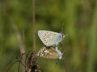 Polyommatus icarus 111, Icarusblauwtje, Saxifraga-Jan van der Straaten