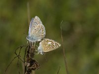 Polyommatus icarus 112, Icarusblauwtje, Saxifraga-Jan van der Straaten