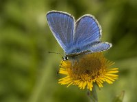 Polyommatus icarus 113, male, Icarusblauwtjes, Saxifraga-Jan van der Straaten