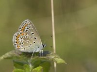 Polyommatus icarus 114, female, Icarusblauwtje, Saxifraga-Jan van der Straaten