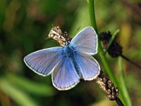 Polyommatus icarus 115, Icarusblauwtje, Saxifraga-Hans Dekker