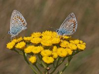 Polyommatus icarus 116, Icarusblauwtje, Saxifraga-Hans Dekker