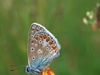 Polyommatus icarus 117, Icarusblauwtje, Saxifraga-Hans Dekker