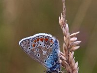 Polyommatus icarus 118, Icarusblauwtje, Saxifraga-Hans Dekker