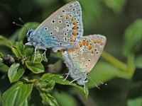 Polyommatus icarus 12, Icarusblauwtje, Vlinderstichting-Albert Vliegenthart