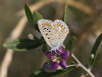 Polyommatus icarus 121, Icarusblauwtje, Saxifraga-Peter Meininger