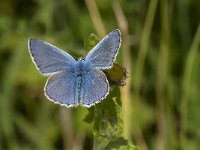 Polyommatus icarus 127, male, Icarusblauwtjes, Saxifraga-Jan van der Straaten