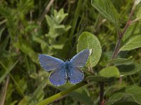 Polyommatus icarus 128, male, Icarusblauwtje, Saxifraga-Jan van der Straaten