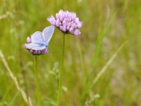 Polyommatus icarus 135, Icarusblauwtje, Saxifraga-Tom Heijnen