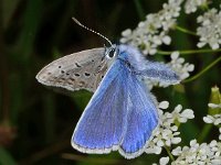 Polyommatus icarus 15, Icarusblauwtje, Saxifraga-Ab H Baas