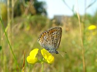 Polyommatus icarus 16, Icarusblauwtje, female, Vlinderstichting-Henk Bosma