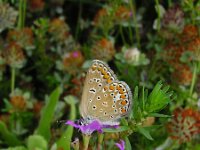 Polyommatus icarus 17, Icarusblauwtje, female, Vlinderstichting-Henk Bosma