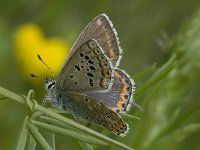 Polyommatus icarus 18, Icarusblauwtje, female, Saxifraga-Marijke Verhagen