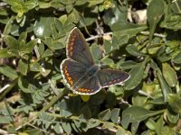 Polyommatus icarus 20, Icarusblauwtje, female, Saxifraga-Jan van der Straaten