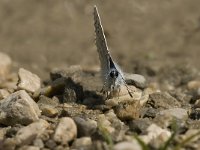 Polyommatus icarus 23, Icarusblauwtje, male, Saxifraga-Jan van der Straaten