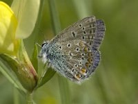 Polyommatus icarus 25, Icarusblauwtje, male, Saxifraga-Jan van der Straaten