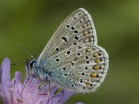 Polyommatus icarus 26, Icarusblauwtje, male, Saxifraga-Jan van der Straaten