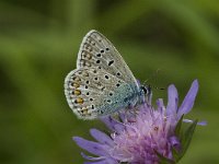 Polyommatus icarus 27, Icarusblauwtje, male, Saxifraga-Jan van der Straaten