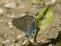 Polyommatus icarus 28, Icarusblauwtje, male, Saxifraga-Jan van der Straaten