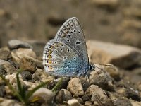 Polyommatus icarus 29, Icarusblauwtje, male, Saxifraga-Jan van der Straaten