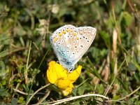 Polyommatus icarus 3, Icarusblauwtje, Saxifraga-Bart Vastenhouw