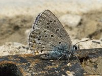 Polyommatus icarus 30, Icarusblauwtje, male, Saxifraga-Jan van der Straaten