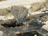 Polyommatus icarus 31, Icarusblauwtje, male, Saxifraga-Jan van der Straaten