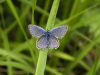 Polyommatus icarus 32, Icarusblauwtje, male, Saxifraga-Jan van der Straaten