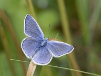 Polyommatus icarus 33, Icarusblauwtje, male Vlinderstichting-Kars Veling