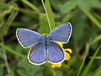 Polyommatus icarus 34, Icarusblauwtje, male, Saxifraga-Marijke Verhagen