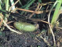 Polyommatus icarus 35, Icarusblauwtje, pupa, Saxifraga-FritsBink