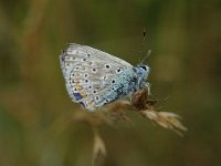 Polyommatus icarus 36, Icarusblauwtje, Saxifraga-Jan van der Straaten