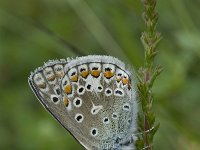 Polyommatus icarus 37, Icarusblauwtje, Saxifraga-Willem van Kruijsbergen