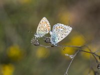 Polyommatus icarus 4, Icarusblauwtje, Vlinderstichting-Henk Bosma