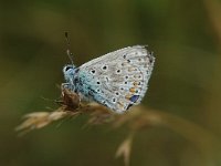 Polyommatus icarus 40, Icarusblauwtje, Saxifraga-Jan van der Straaten