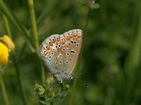 Polyommatus icarus 47, Icarusblauwtje, Vlinderstichting-Kars Veling