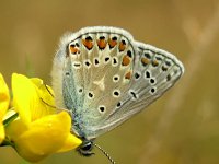 Polyommatus icarus 48, Icarusblauwtje, Saxifraga-Hans Dekker