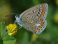 Polyommatus icarus 51, Icarusblauwtje, Vlinderstichting-Joost Uittenbogaard