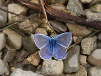 Polyommatus icarus 52, Icarusblauwtje, Vlinderstichting-Henk Bosma