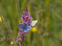 Polyommatus icarus 53, Icarusblauwtje, Vlinderstichting-Henk Bosma