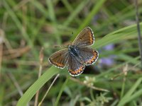 Polyommatus icarus 54, Icarusblauwtje, Vlinderstichting-Henk Bosma