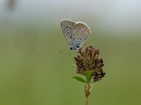 Polyommatus icarus 57, Icarusblauwtje, Saxifraga-Arthur van Dijk